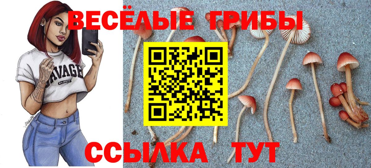 Галлюциногенные грибы Psilocybine cubensis Губкинский