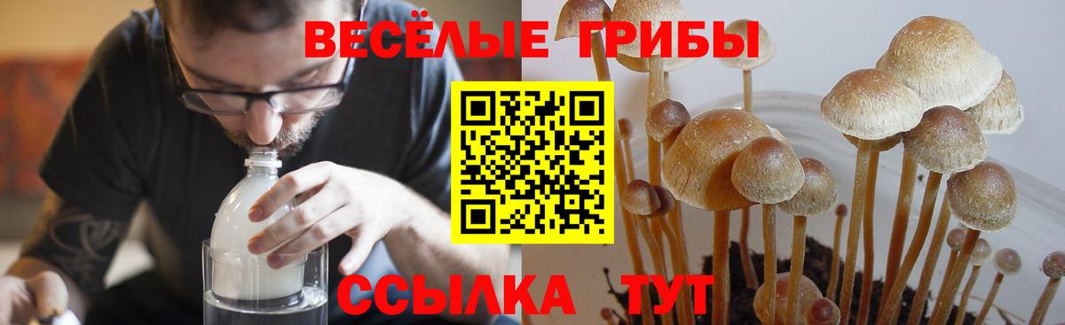 Губкинский  закладки  Вход с VPN  Галлюциногенные грибы MAGIC MUSHROOMS 